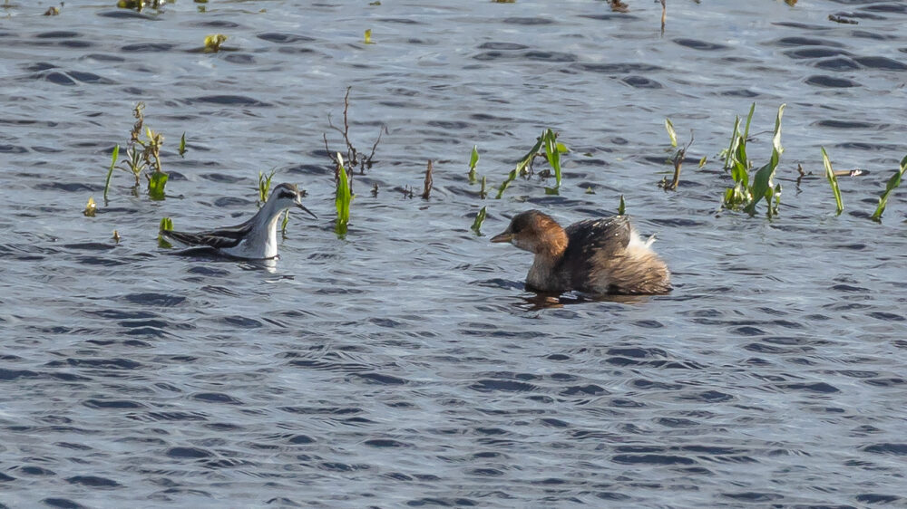 Grauwe franjepoot met Dodaars