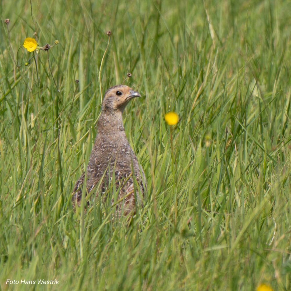 Help patrijzen tellen in Schagen