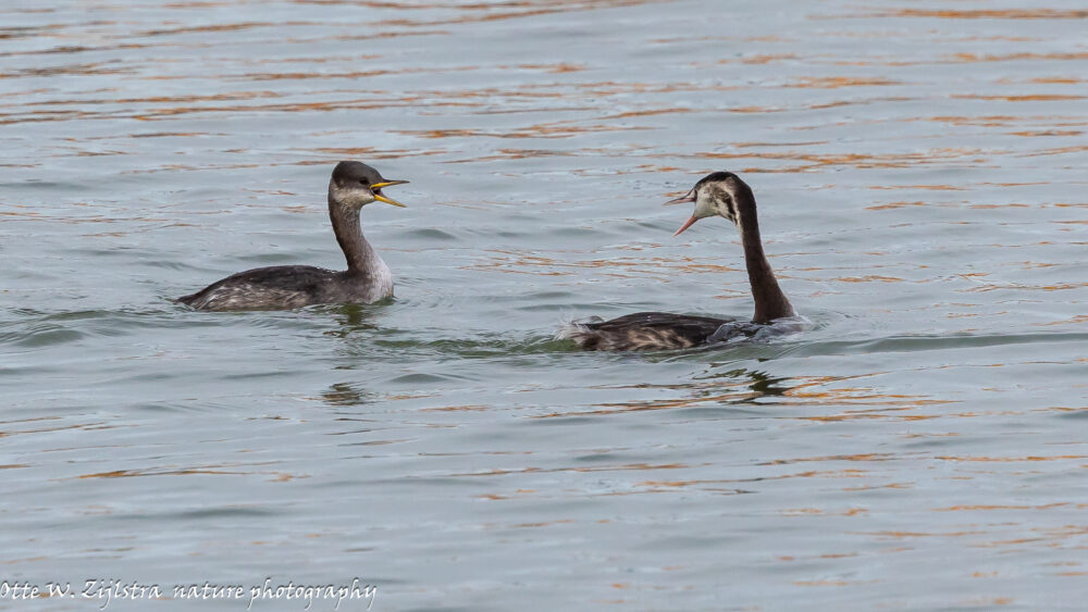 Fuut vs Roodhalsfuut