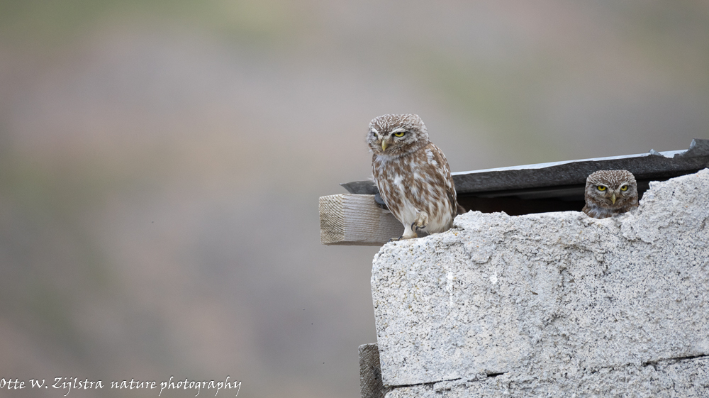 2026 jaar van de Steenuil